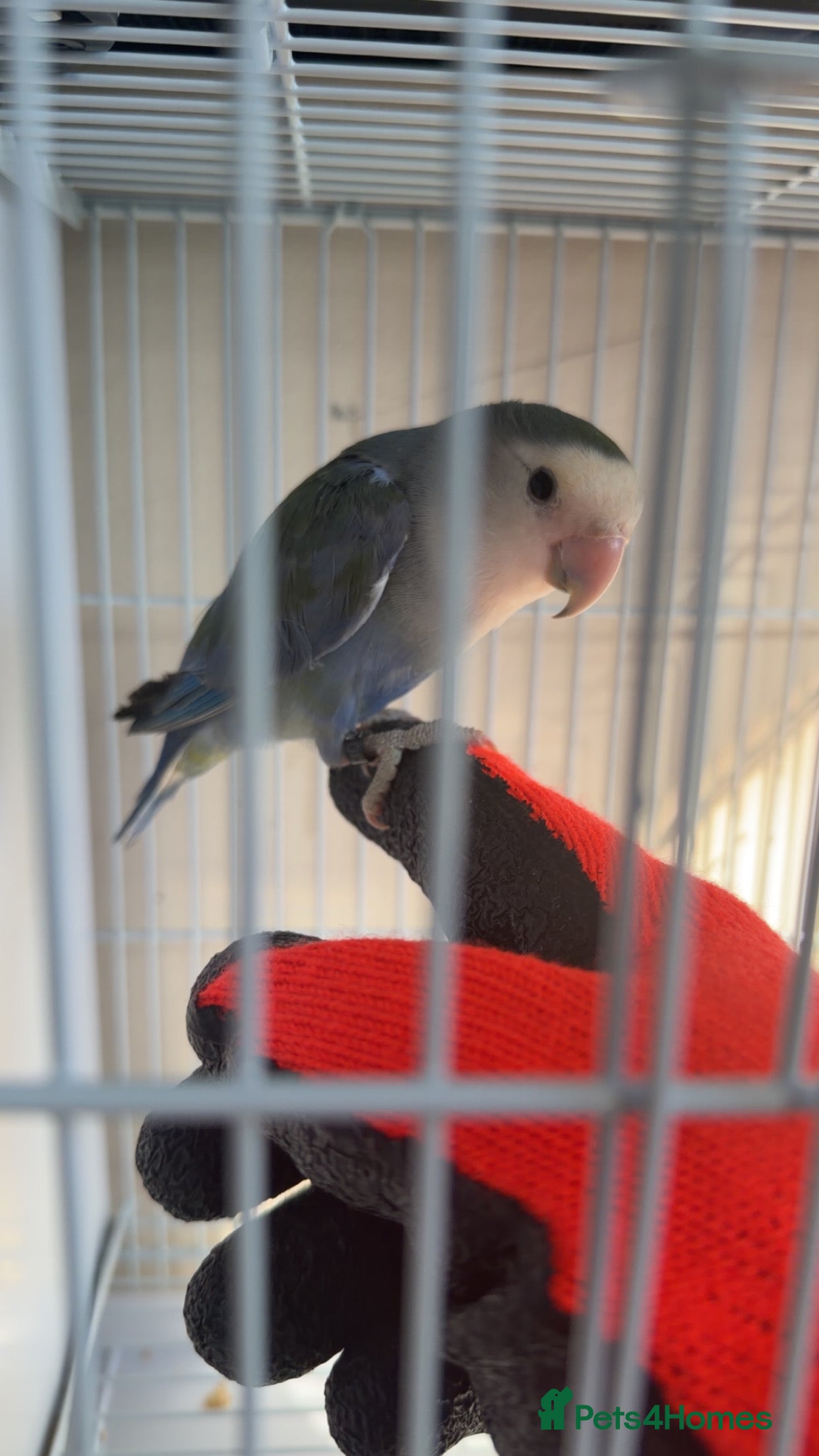 Lovebirds birds X2 lovebirds (bonded pair) - Advert 11
