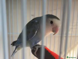 Lovebirds birds X2 lovebirds (bonded pair) - Advert 11