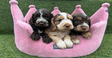 Cockapoo dogs - Advert 5