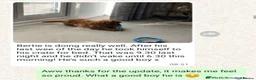 Cavapoo dogs for sale: 🥇Finest Quality Beautiful Deep Red Cavapoos 🥇 - Advert 25