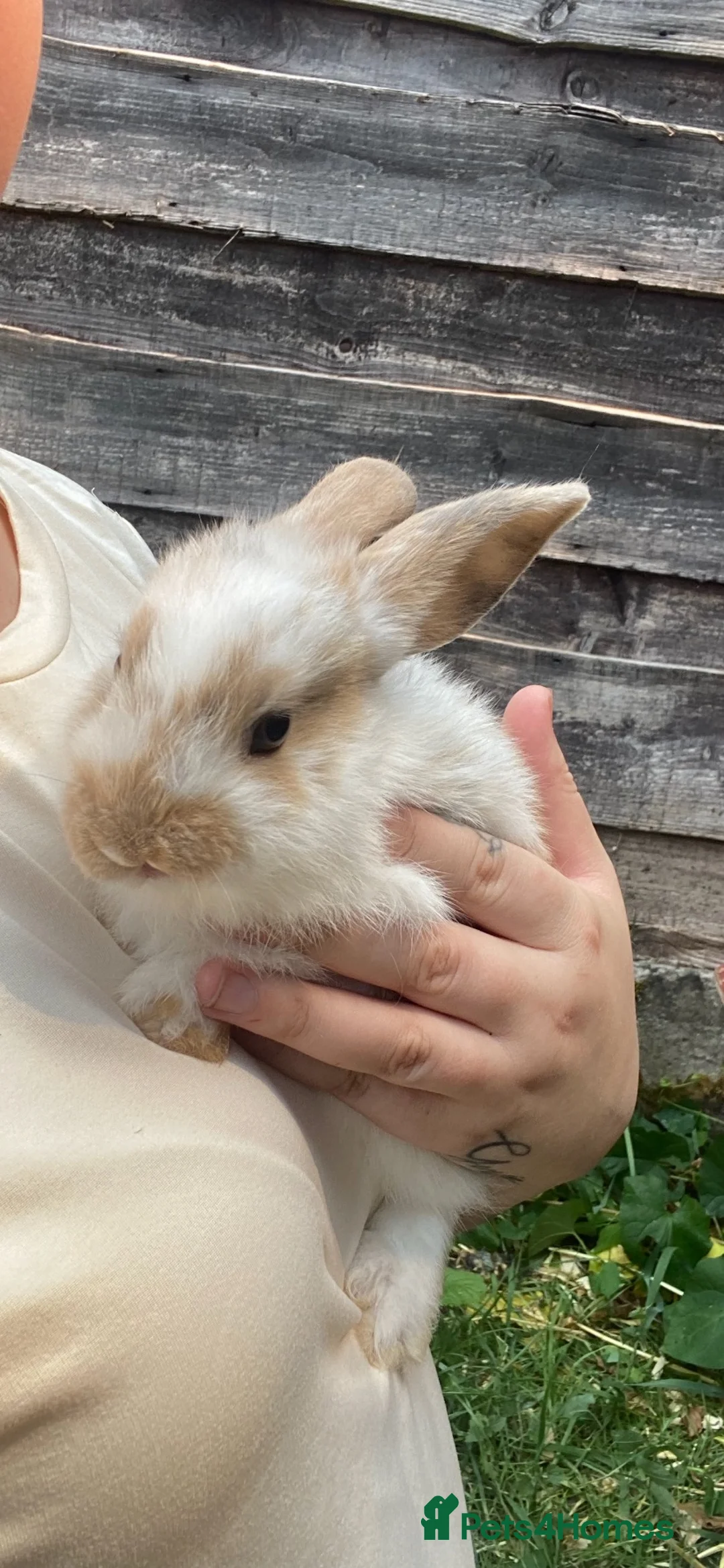 New Zealand rabbits for sale: 5 New Zealand bunny rabbits  in Dukinfield - Advert 2