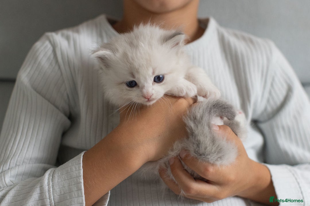 Ragdoll cats for sale: Best Ragdoll Bicolour and Lynx kittens in UK - Image 17