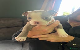 Boston Terrier dogs for sale: Boston terrier puppies - Image 1