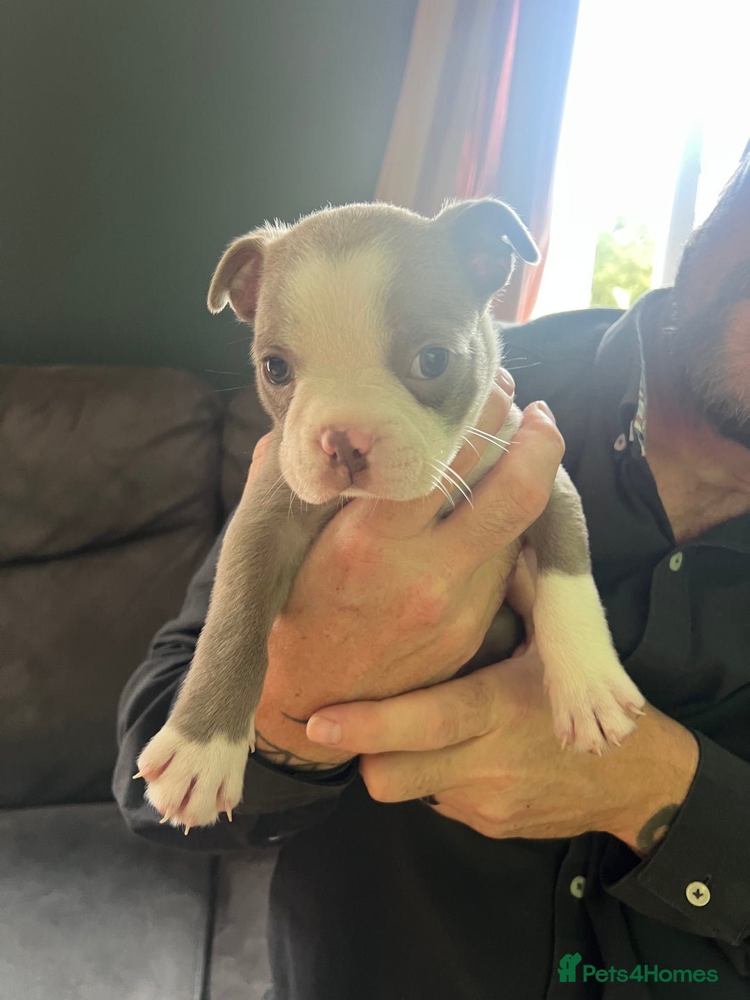Boston Terrier dogs for sale: Boston terrier puppies - Image 1