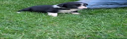 Border Collie dogs for sale: Beautiful isds registered puppies  - Advert 10