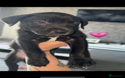 Mixed Breed dogs for sale: Labrador cross  - Image 7