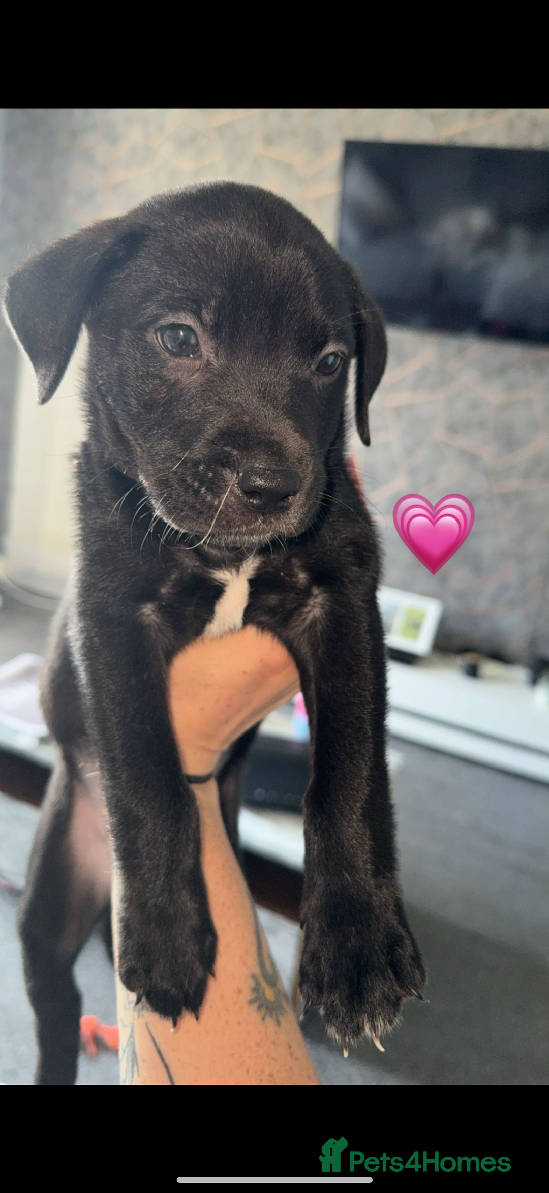 Mixed Breed dogs for sale: Labrador cross  - Image 7