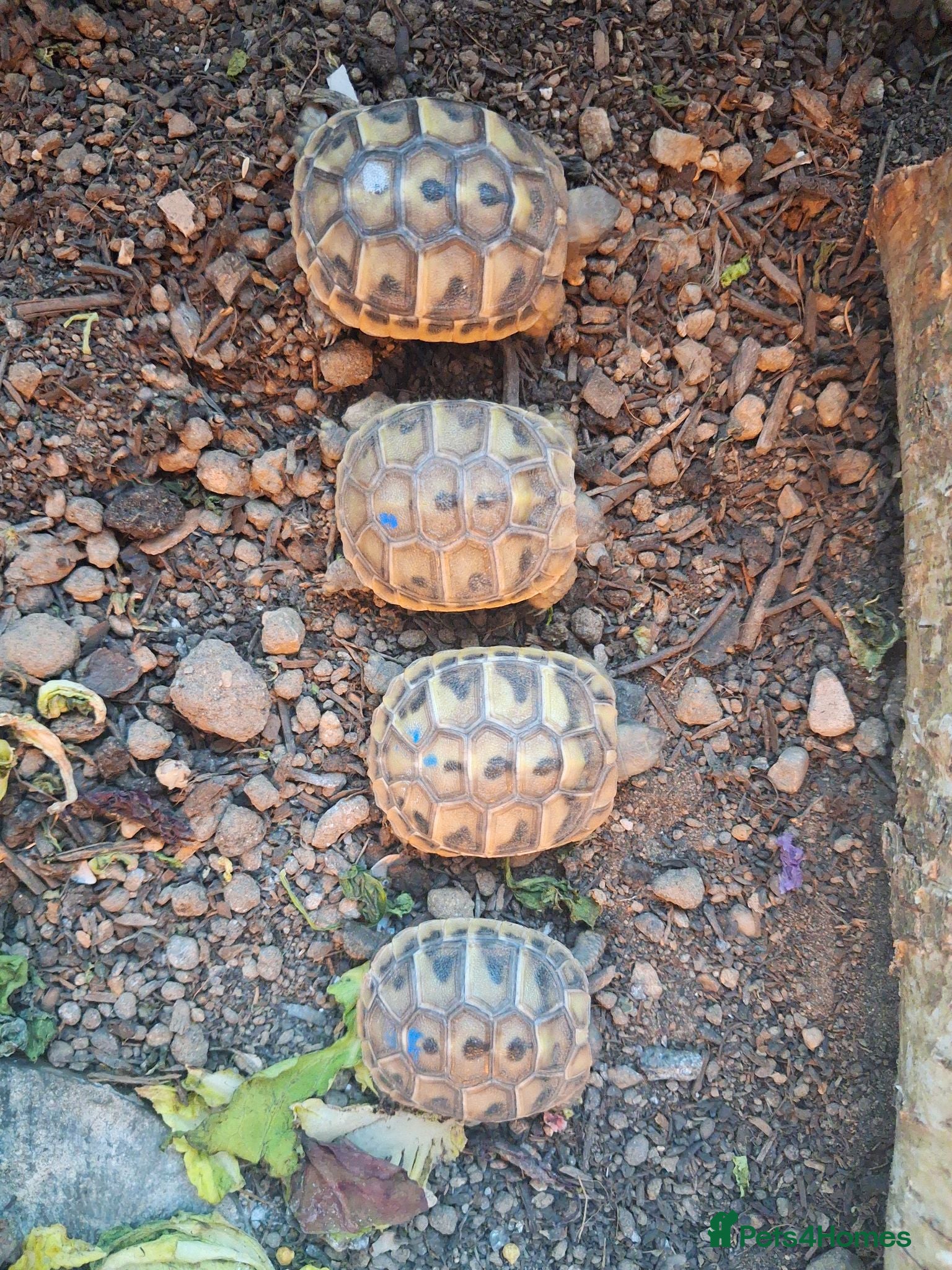 Hermann Tortoise reptiles Last 2, Hermann tortoises, UK bred. - Advert 13