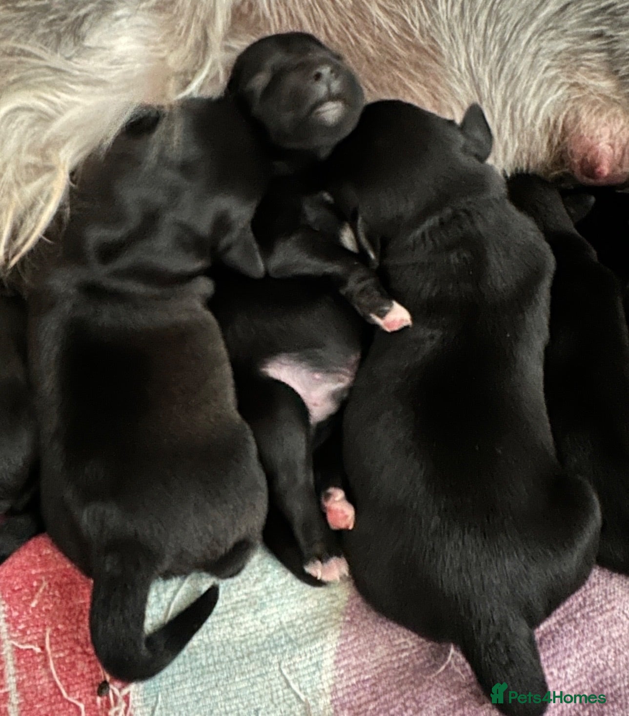 Miniature Schnauzer dogs KC MINI SCHNAUZER PUPS - Advert 1