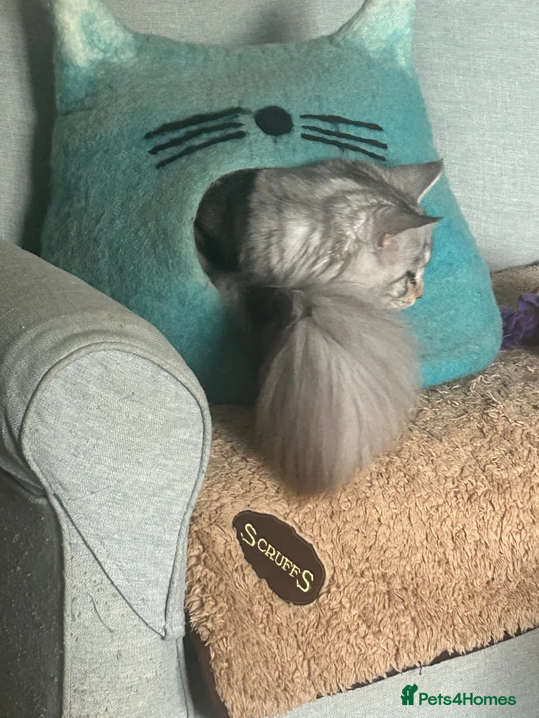 Mixed Breed cats for sale: Maine Coon Cross - Advert 4