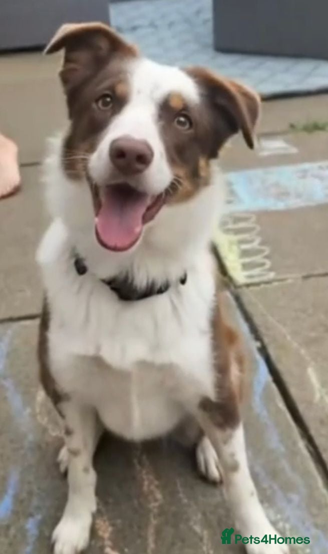 Border Collie dogs Female border collie  - Advert 12