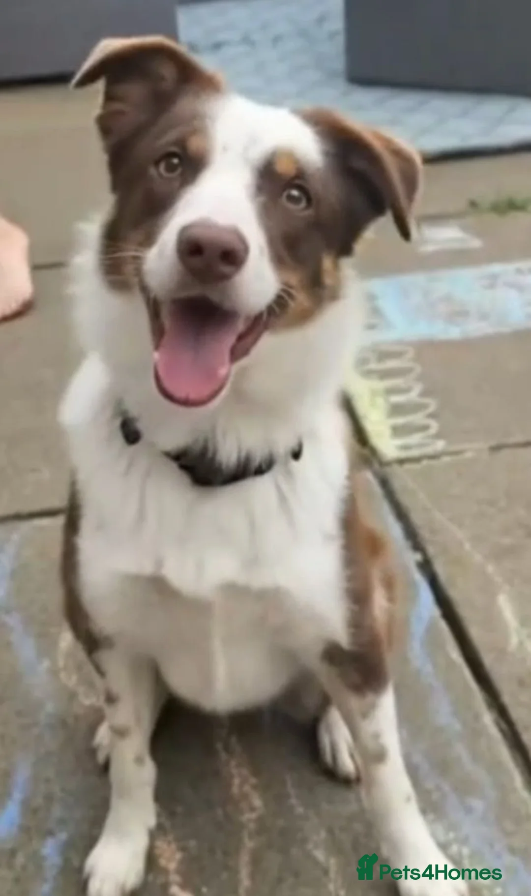 Border Collie dogs for sale: Female border collie  in Bicester - Advert 1