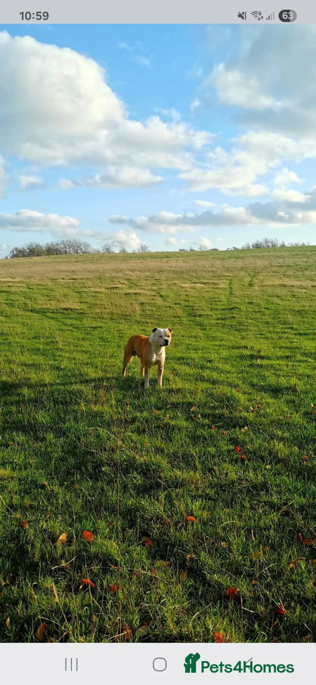 Mixed Breed dogs for sale: Staffordshire bull terrior cross lab  - Advert 3