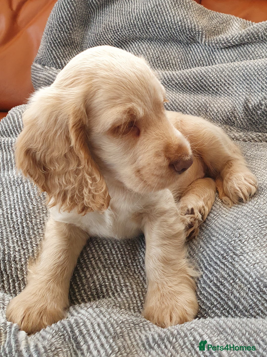 Cocker Spaniel dogs for sale: Cocker Spaniel Puppies - Image 4