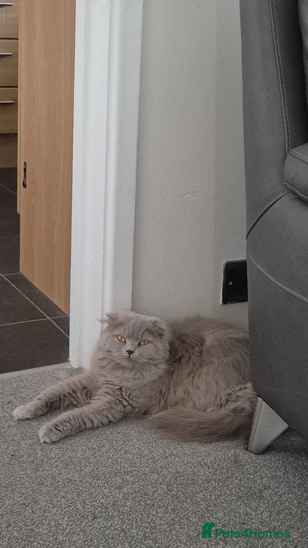 Scottish Fold cats for sale: Willow - Image 5