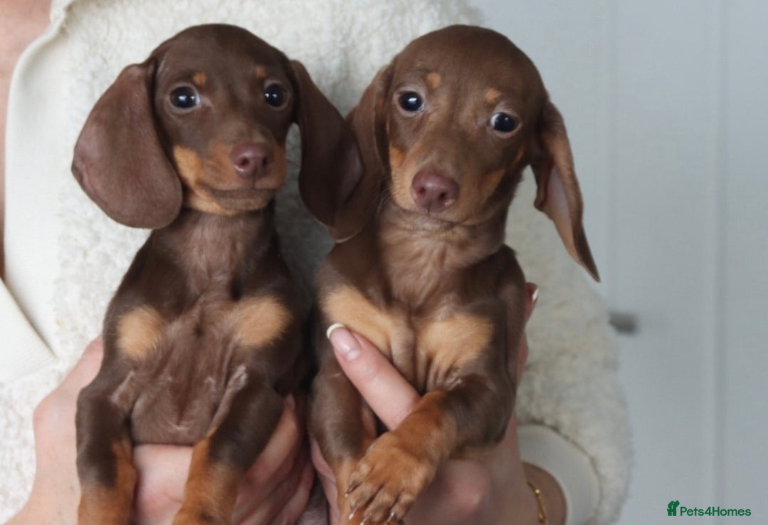 Miniature Dachshund dogs Miniature Dachshunds - Advert 2