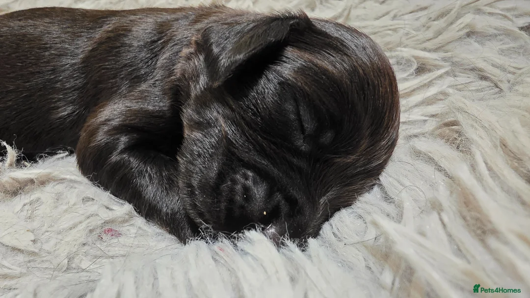 Cocker Spaniel dogs for sale: Feamle Cocker spaniel puppy  in Derby - Advert 1