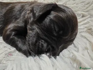 Cocker Spaniel dogs Feamle Cocker spaniel puppy - Advert 13