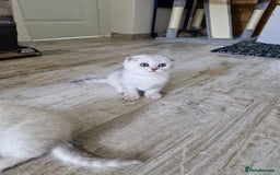 Scottish Fold cats for sale: Schotish straith and fold kittens😻 - Image 24