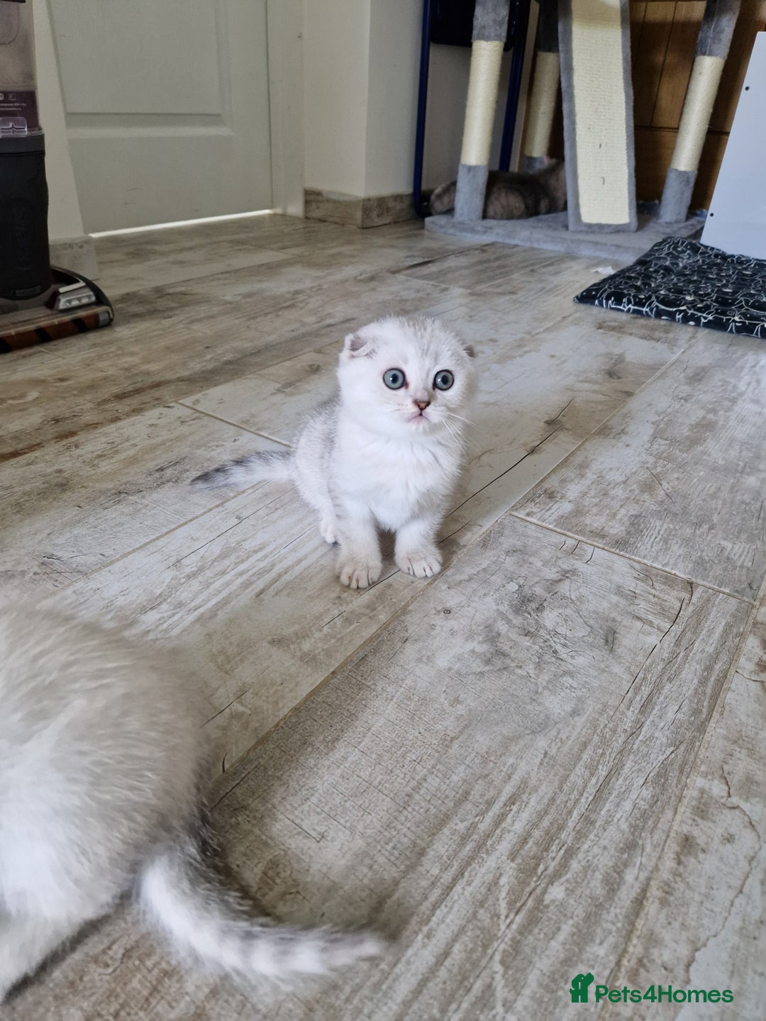 Scottish Fold cats for sale: Schotish straith and fold kittens😻 - Image 24