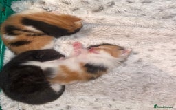 Domestic Shorthair cats for sale: Three beautiful kittens - Image 4