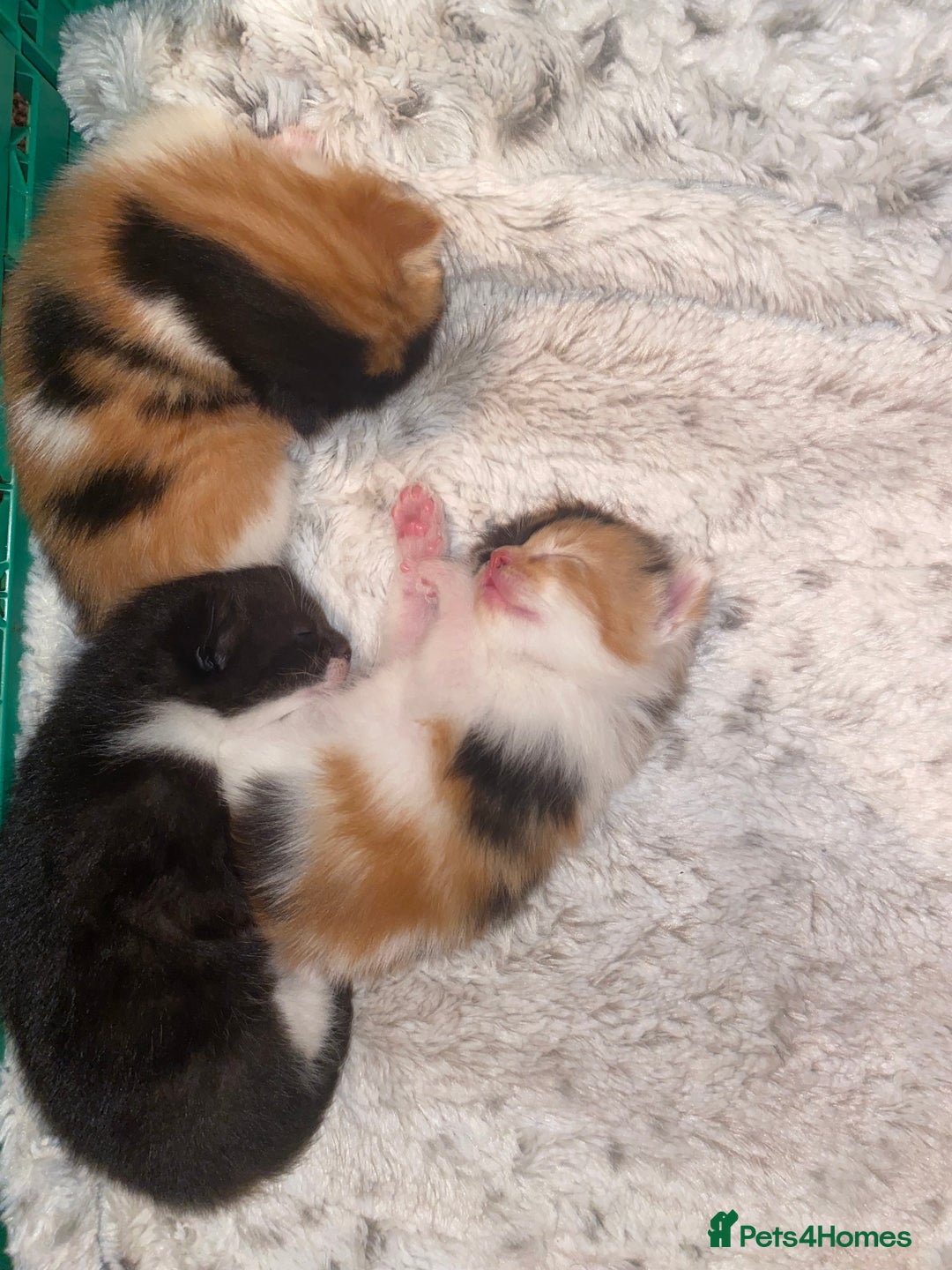 Domestic Shorthair cats for sale: Three beautiful kittens - Image 4