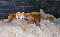 Mixed Breed dogs for sale: Cockerpoo puppys mini - Image 15