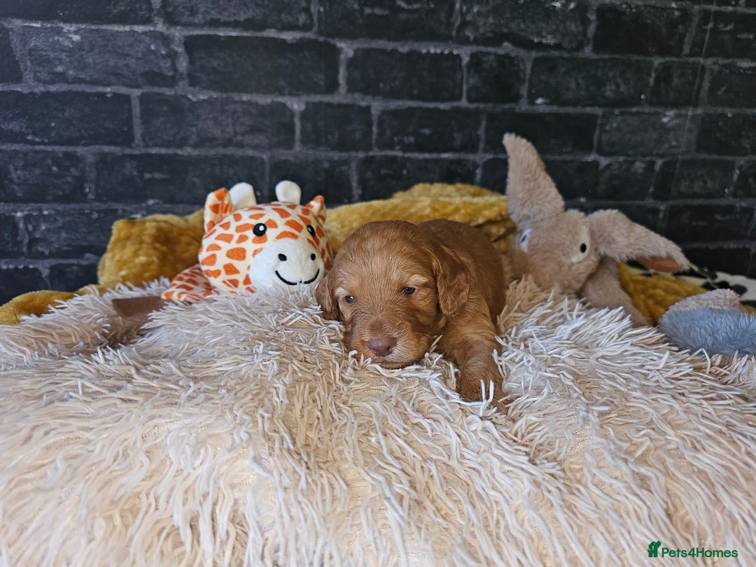Mixed Breed dogs for sale: Cockerpoo puppys mini - Image 15