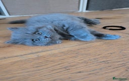 British Longhair cats for sale: Male British Blue Longhair - Image 1