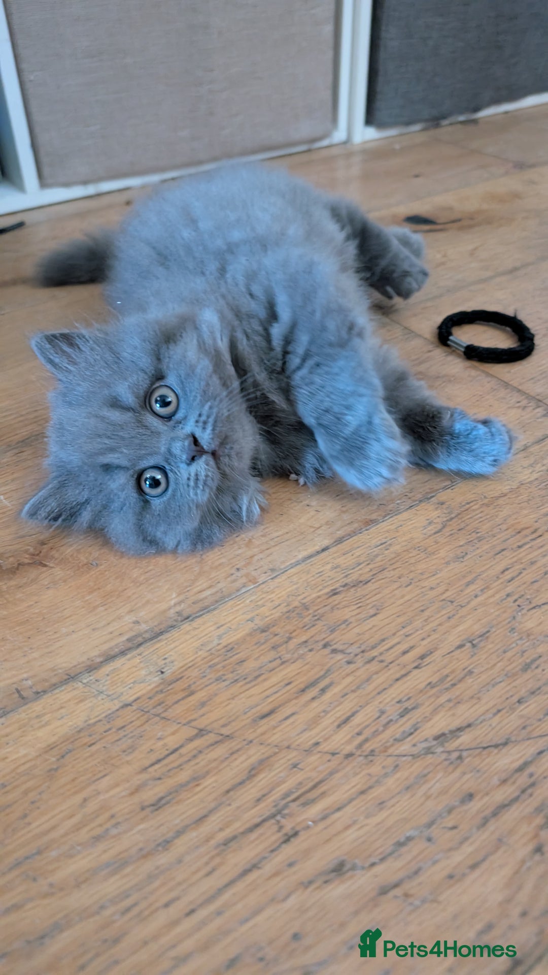 British Longhair cats for sale: Male British Blue Longhair - Image 1