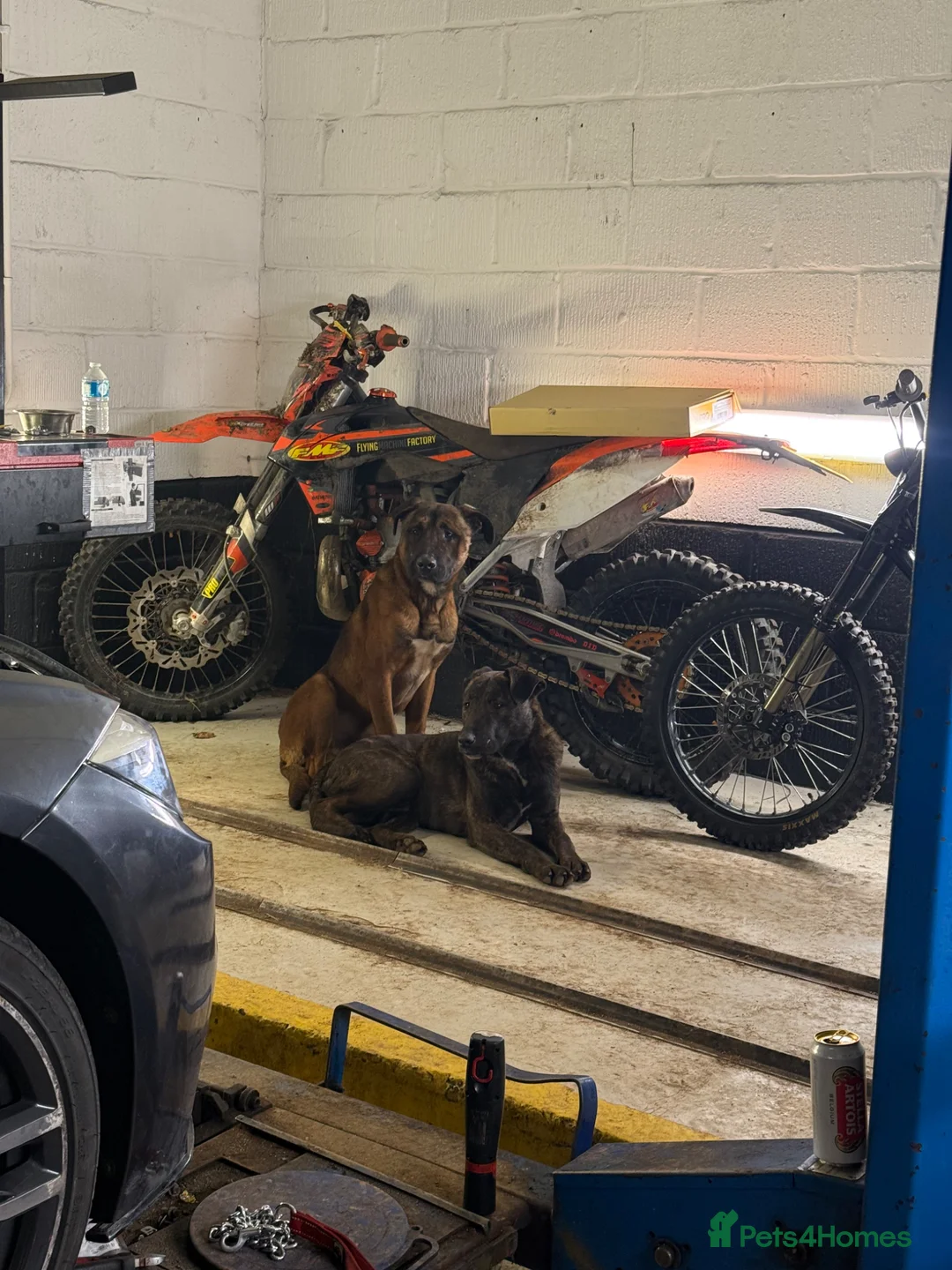 Belgian Shepherd Dog dogs for sale: Turbo & Deisel  in Hitchin - Advert 4