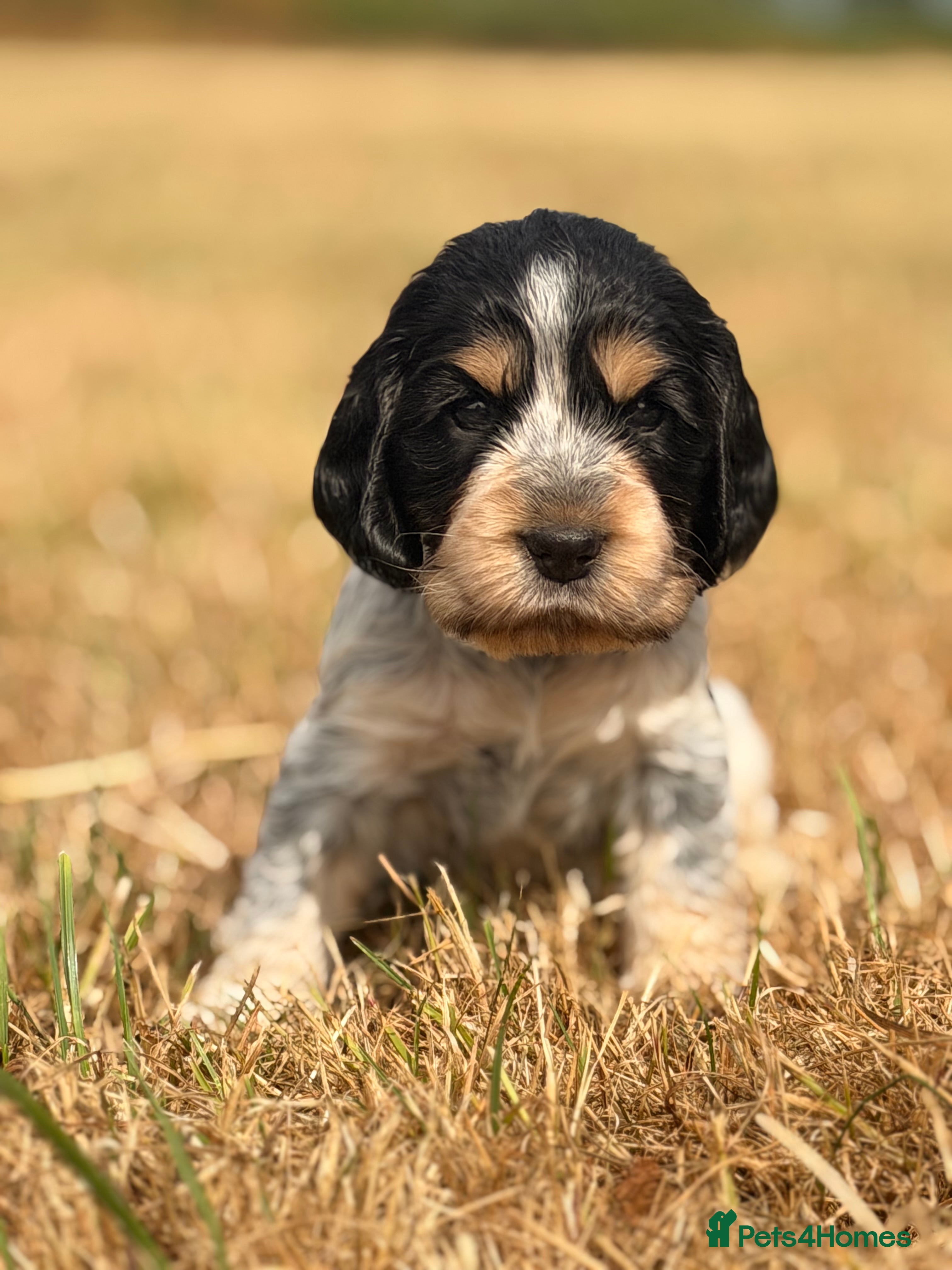 Cocker Spaniel dogs Pedigree Show Cocker Spaniel Puppies - Advert 2