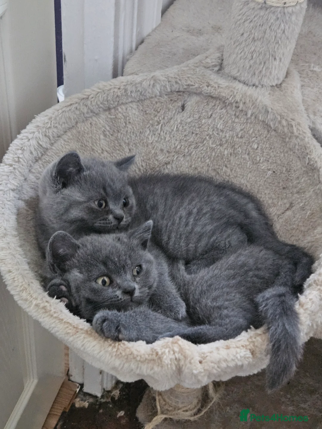 British Shorthair cats for sale: 2 British short-hair boys, pure breed  - Advert 3