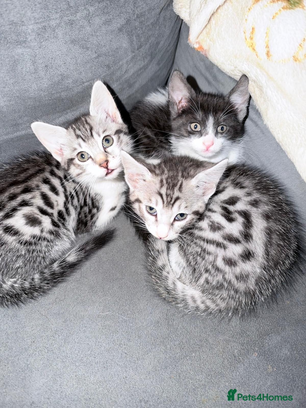 Savannah cats Savannah mixed kittens - Advert 5