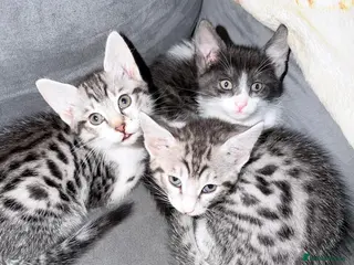 Savannah cats Savannah mixed kittens - Advert 5