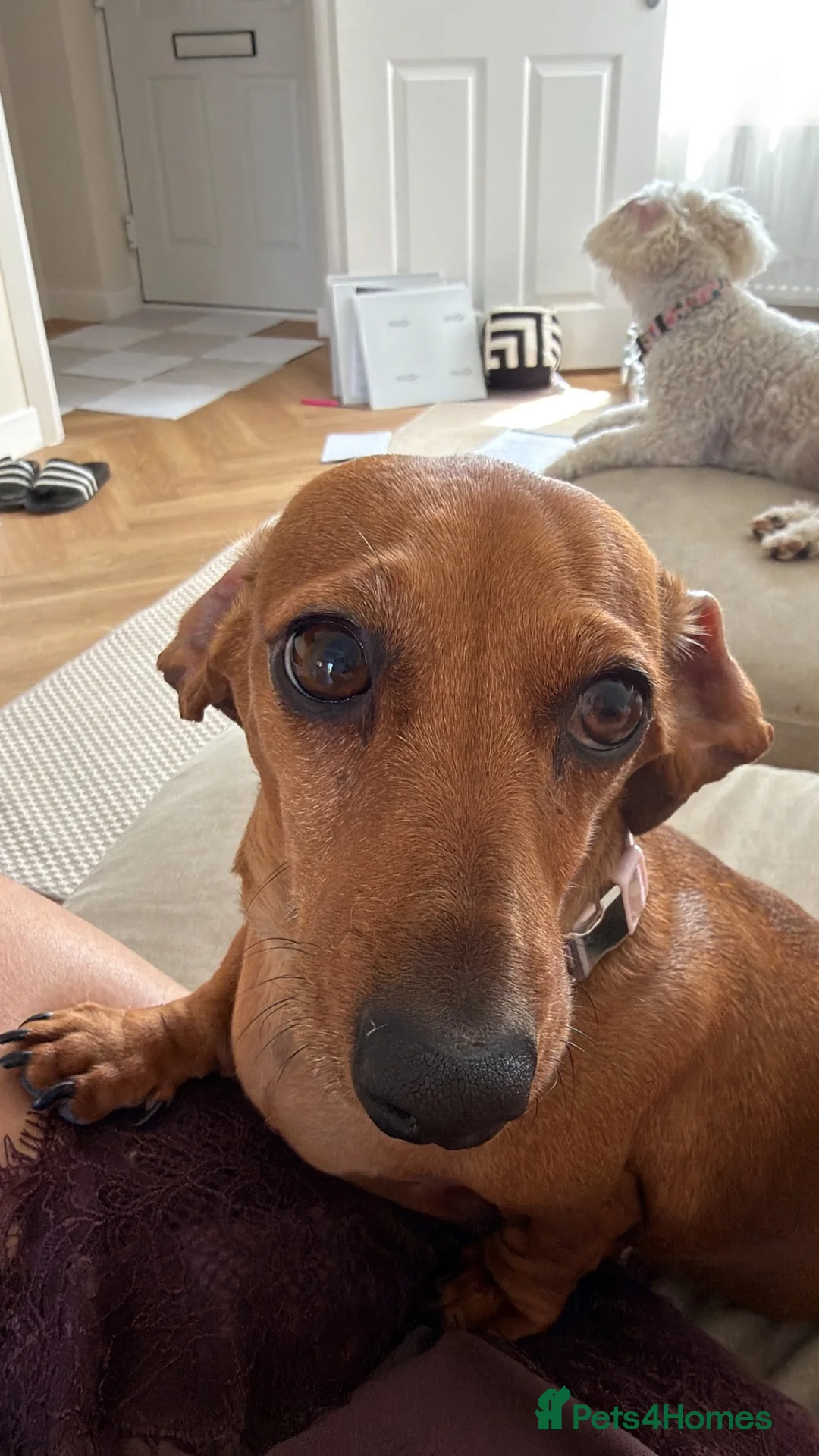 Miniature Dachshund dogs for adoption: 4 year old miniature dachshund  in Crediton - Advert 2