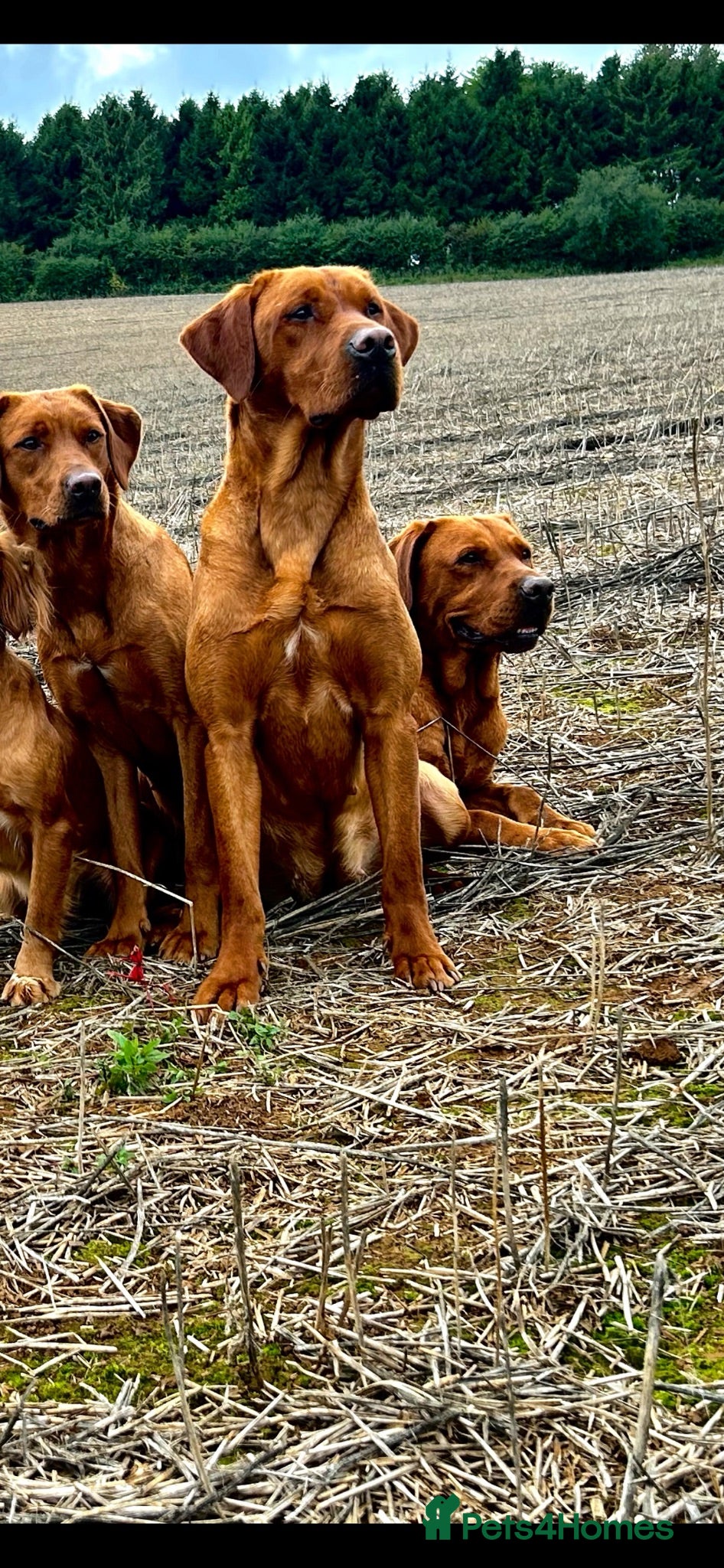 Labrador Retriever dogs Stunning fox red and yellow Family Labrador Pups - Advert 2