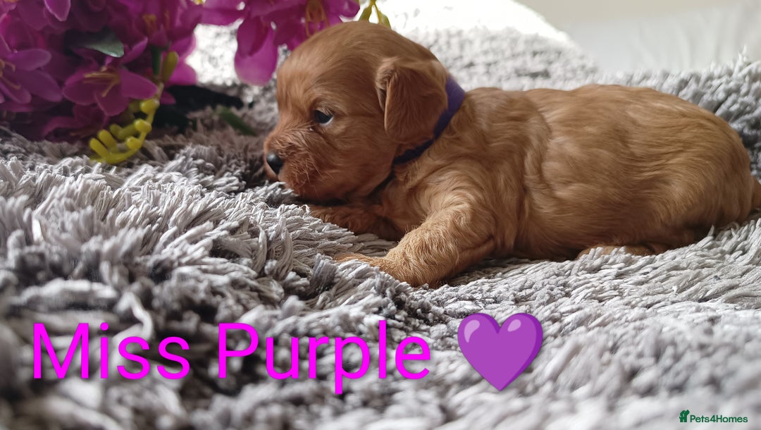 Cavapoo dogs for sale: Beautiful F1 cavapoo puppies  - Image 12