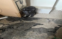 Turkish Angora cats for sale: 3 males 1 grey two black 1 tortie female - Image 5