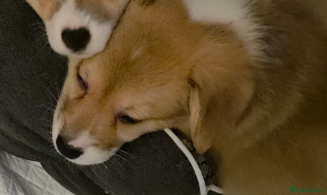 Welsh Corgi Pembroke dogs for sale: 33rd Generation KC Mixed Tail Pembroke Corgi Pups - Advert 4