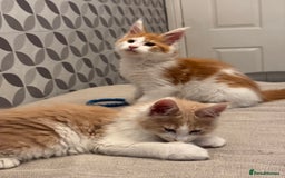 Maine Coon cats for sale: TICA registered purebred Maine Coon kittens - Image 10