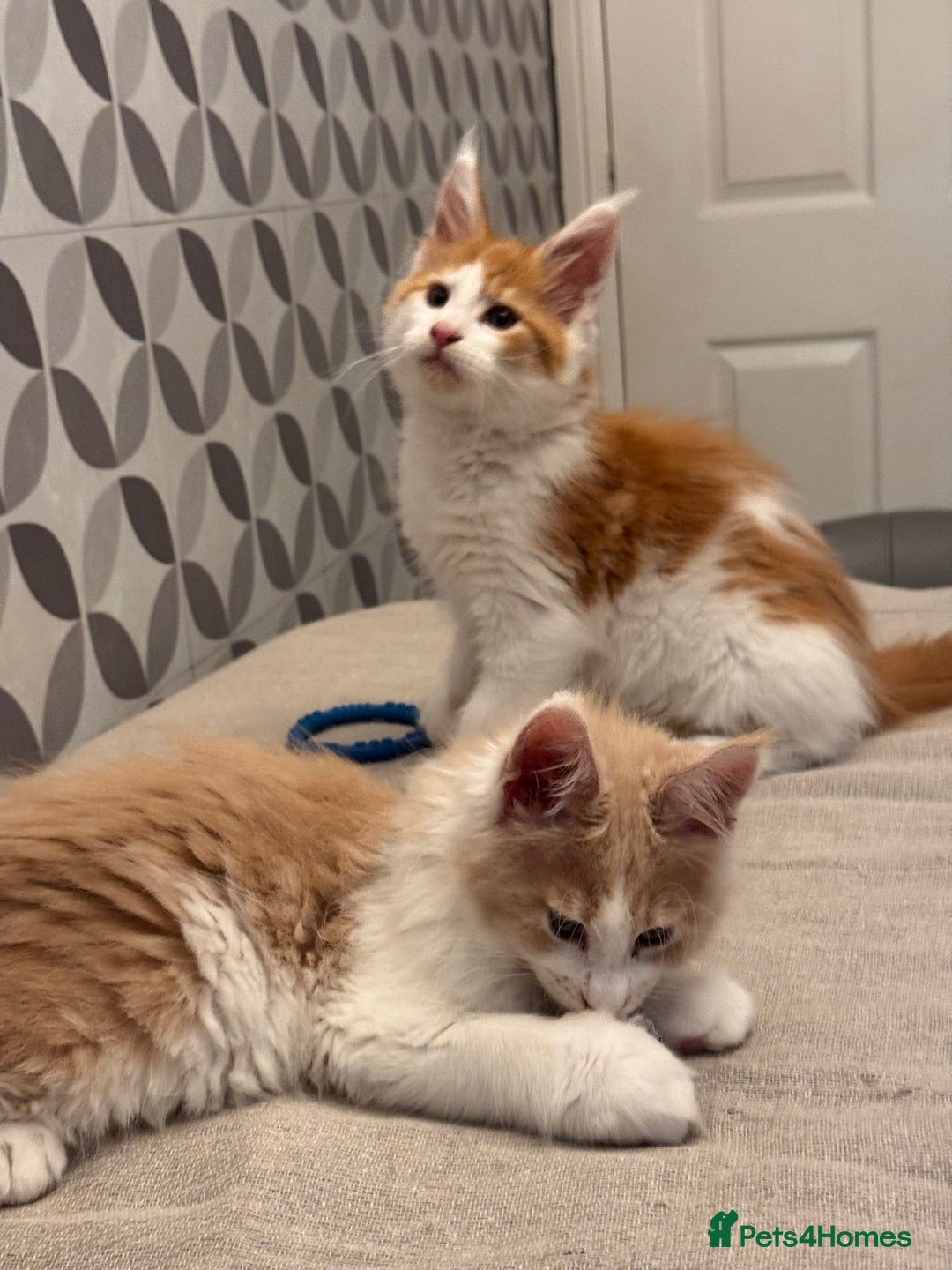 Maine Coon cats for sale: TICA registered purebred Maine Coon kittens - Image 10