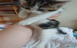 Mixed Breed cats for sale: Kitty  - Image 3