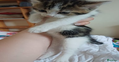 Mixed Breed cats - Advert 12