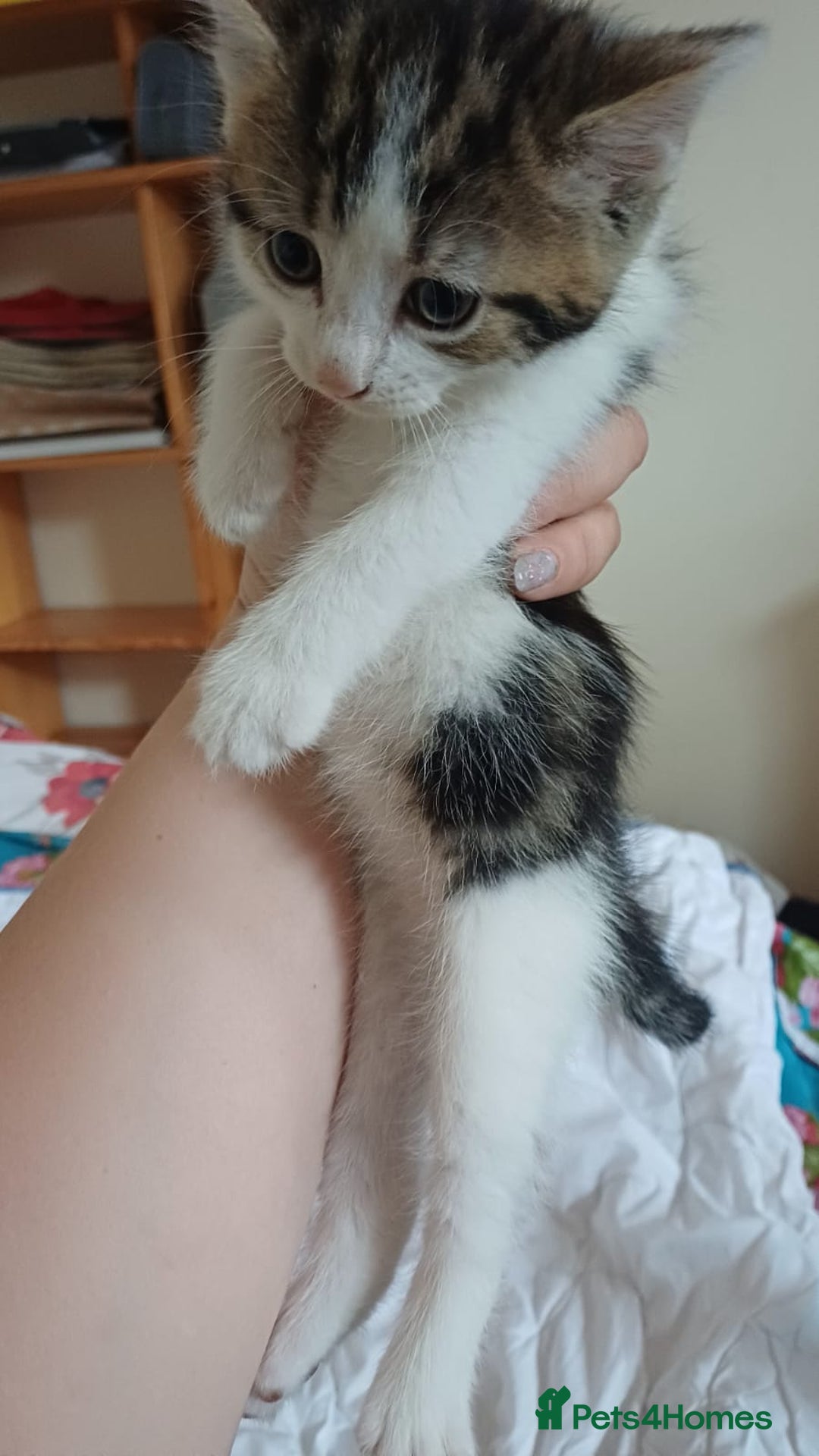 Mixed Breed cats for sale: Kitty  - Image 3