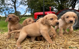 Labrador Retriever dogs for sale: Labrador retriever puppies for sale  - Image 10