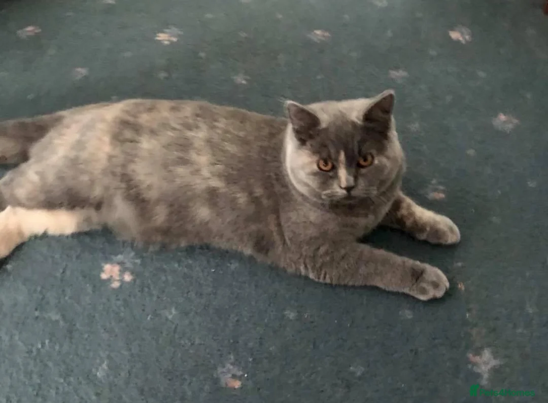 British Shorthair cats for sale: Beautiful boys kittens  - Advert 15