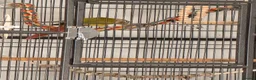 Conures birds for sale: Conure - Advert 2