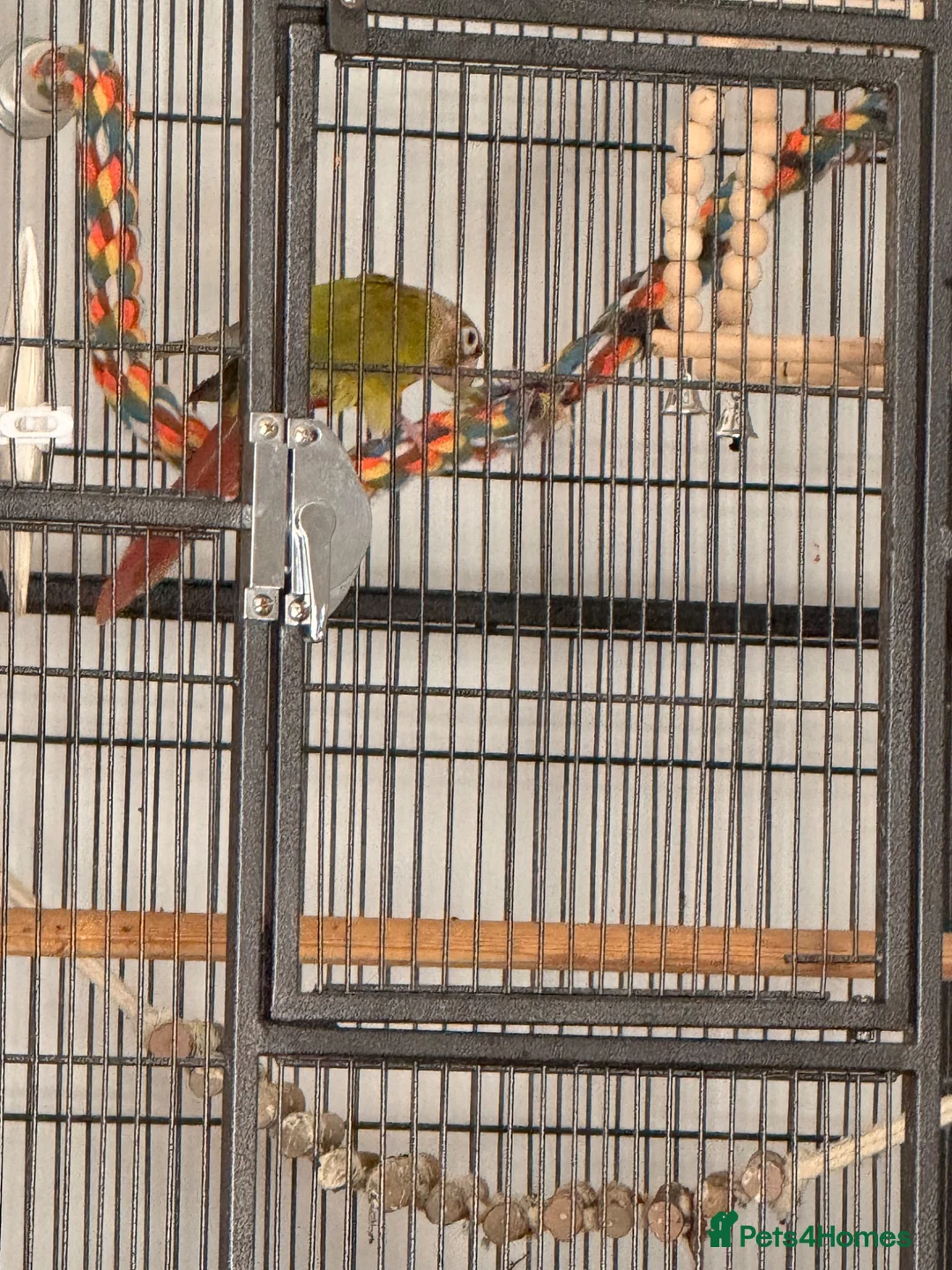 Conures birds for sale: Conure - Advert 2