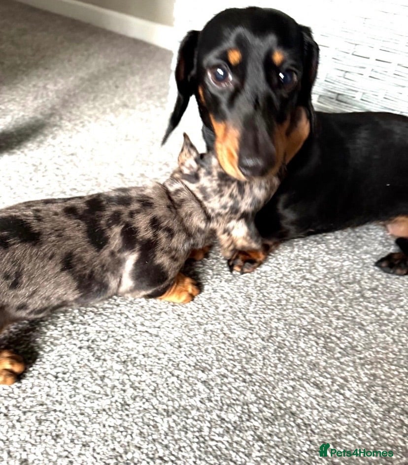 Miniature Dachshund dogs Miniature dachshund  - Advert 1